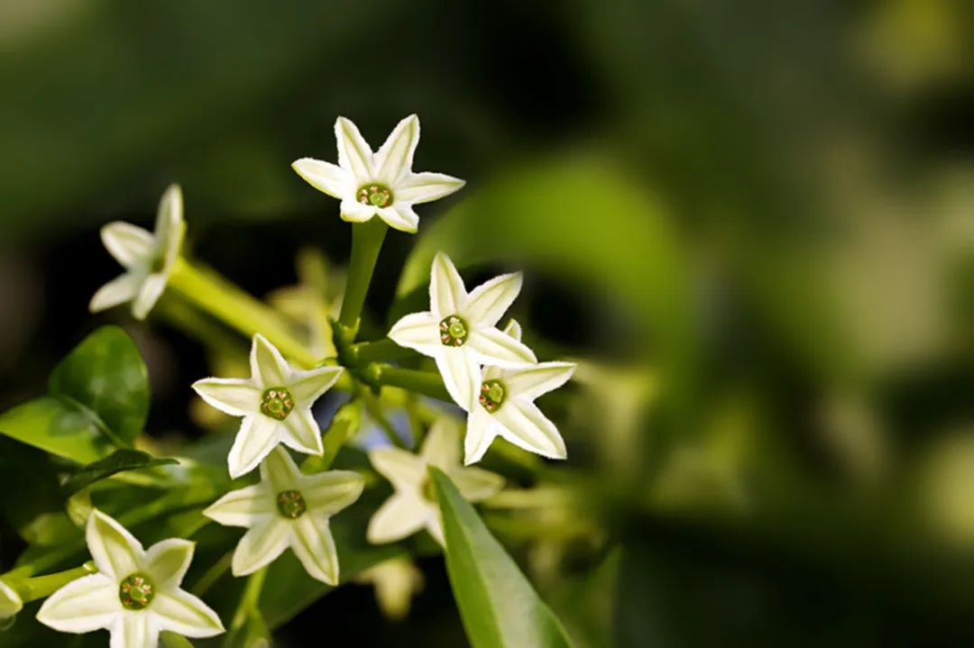 植物香